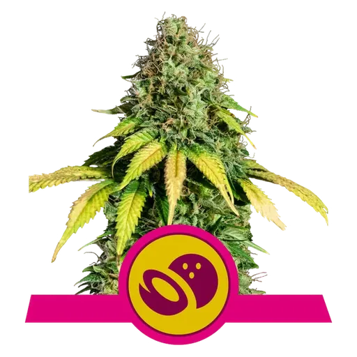 Somango XL | PHOTOFEM | Royal Queen Seeds