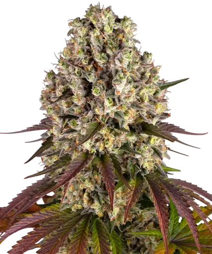 Sour Diesel | PHOTOFEM | Barneys Farm