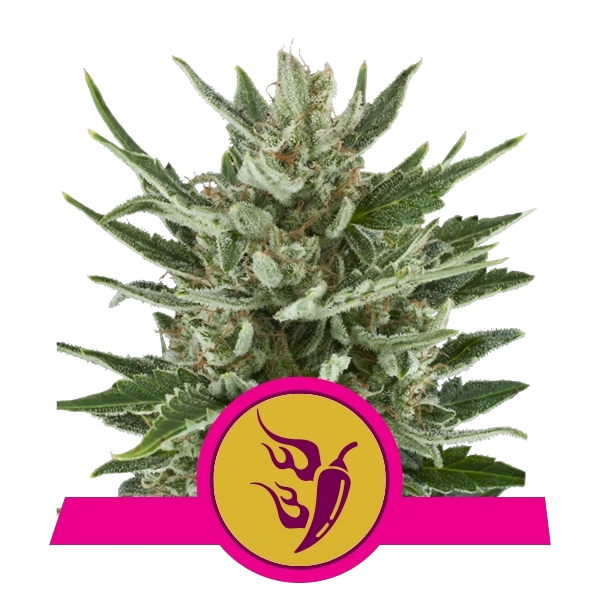 Speedy Chile FAST VERSION | PHOTOFEM | Royal Queen Seeds