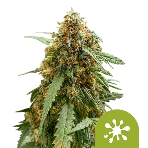 Sticky Queen Auto | AUTOFEM | Royal Queen Seeds