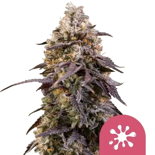 Sticky Queen | PHOTOFEM | Royal Queen Seeds