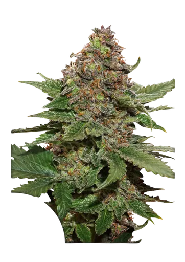 Strawberry Cough | PHOTOFEM | Dutch Passion