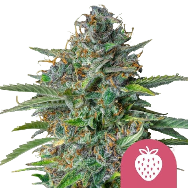 Strawberry Cough | PHOTOFEM | Royal Queen Seeds