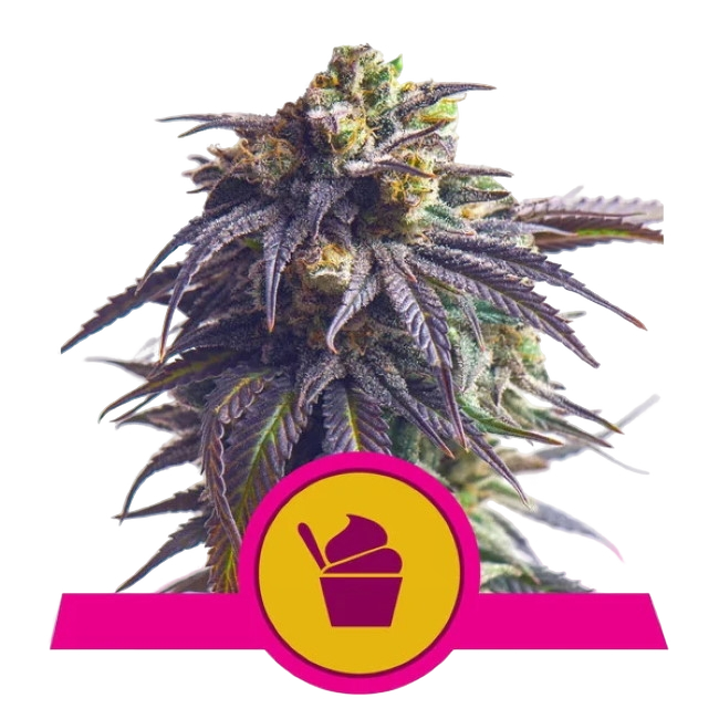 Sundae Driver | PHOTOFEM | Royal Queen Seeds