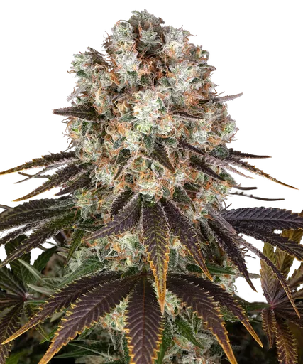 Bruce Banner | PHOTOFEM | Barneys Farm
