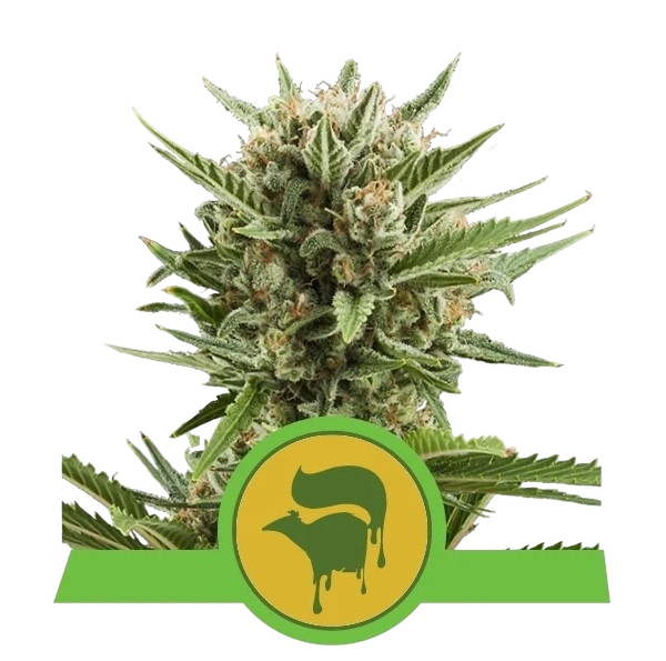 Sweet Skunk | AUTOFEM | Royal Queen Seeds