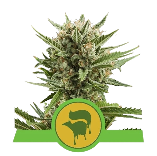 Sweet Skunk | AUTOFEM | Royal Queen Seeds