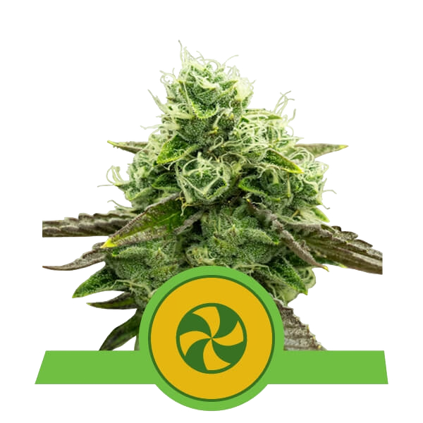 Sweet ZZ | AUTOFEM | Royal Queen Seeds