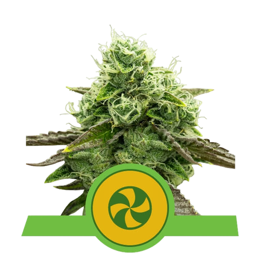 Sweet ZZ | AUTOFEM | Royal Queen Seeds