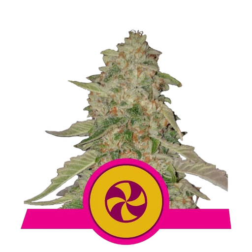 Sweet ZZ (formerly Sweet Zkittlez) | PHOTOFEM | Royal Queen Seeds