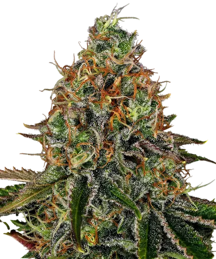 Tangerine Dream Auto | AUTOFEM | Barneys Farm