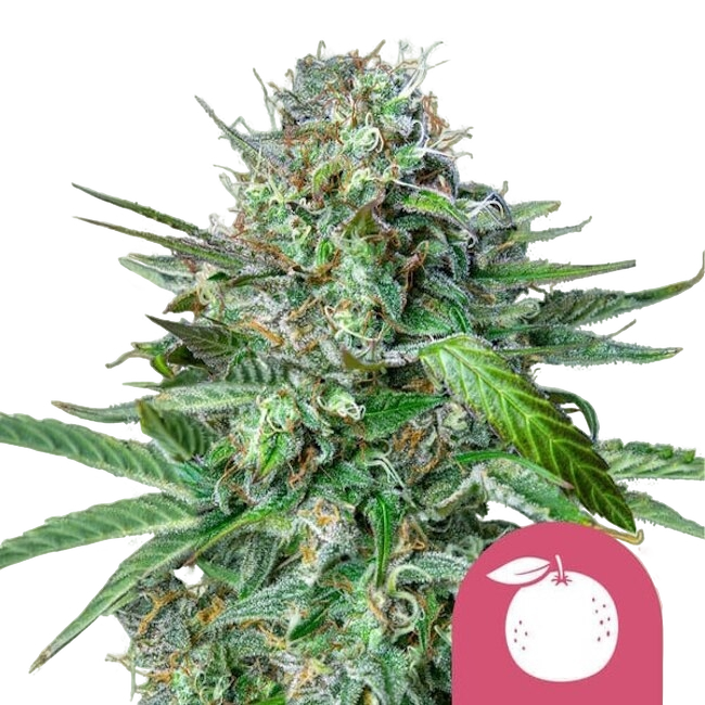 Tangie | PHOTOFEM | Royal Queen Seeds