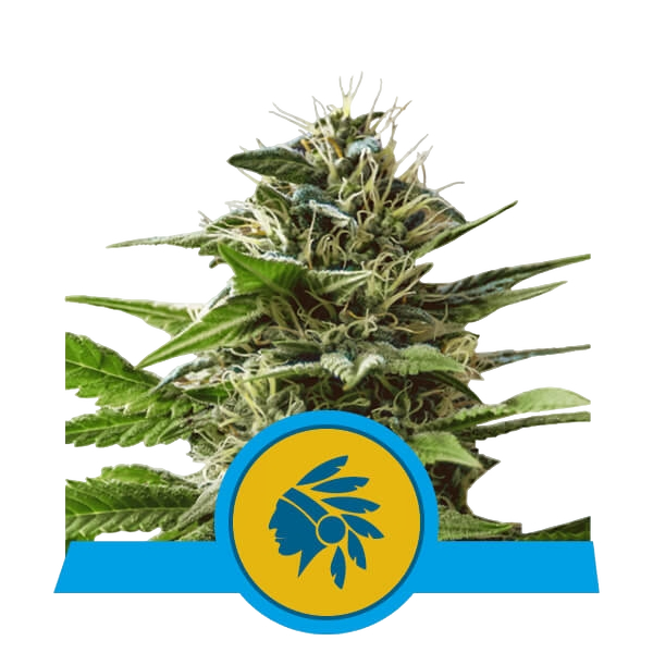 Tatanka Pure CBD | PHOTOFEM | Royal Queen Seeds