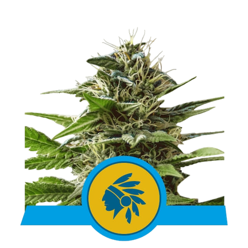 Tatanka Pure CBD | PHOTOFEM | Royal Queen Seeds