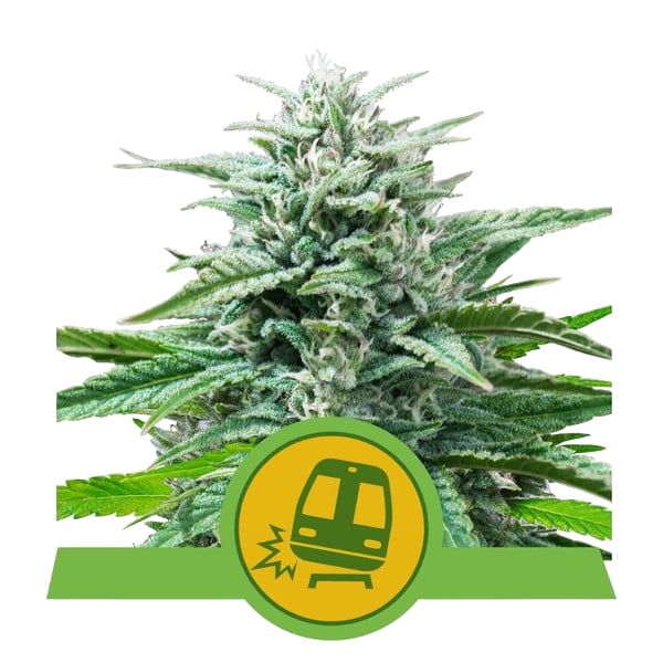 Trainwreck | AUTOFEM | Royal Queen Seeds