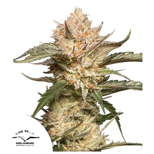 Trichome & Cream | AUTOFEM | Dutch Passion