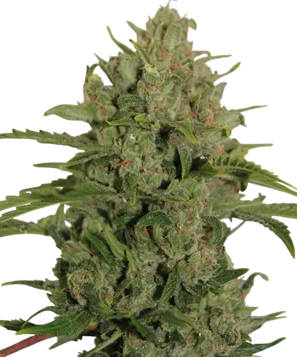 Triple Cheese | PHOTOFEM | Barneys Farm