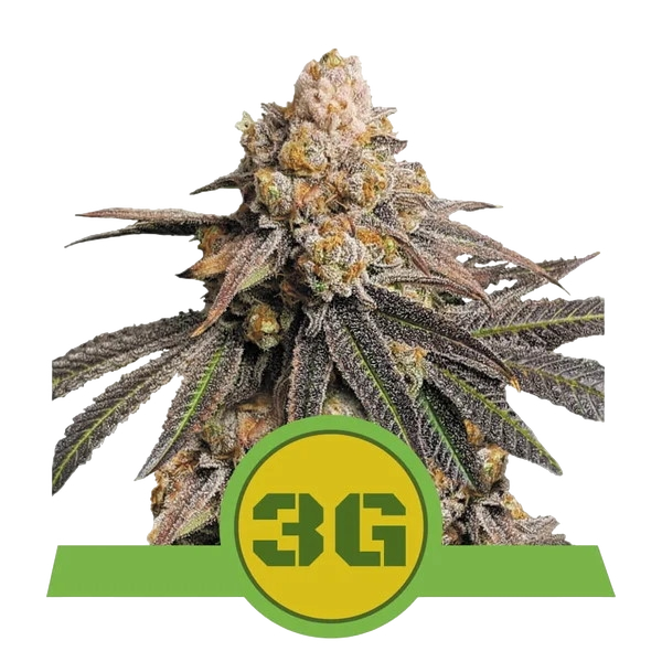 Triple G | AUTOFEM | Royal Queen Seeds