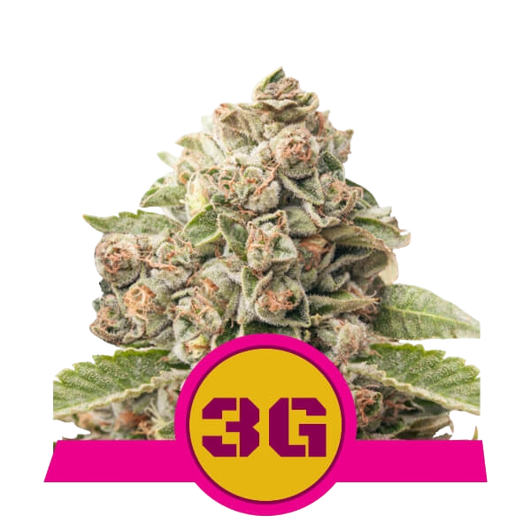 Triple G | PHOTOFEM | Royal Queen Seeds