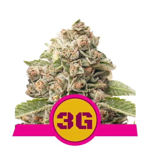 Triple G | PHOTOFEM | Royal Queen Seeds