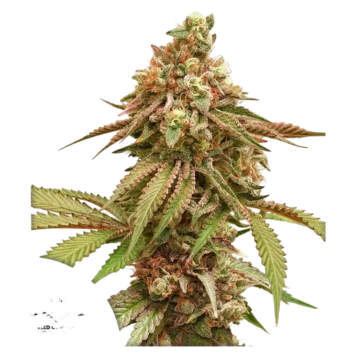 Tropical Tangie | PHOTOFEM | Dutch Passion