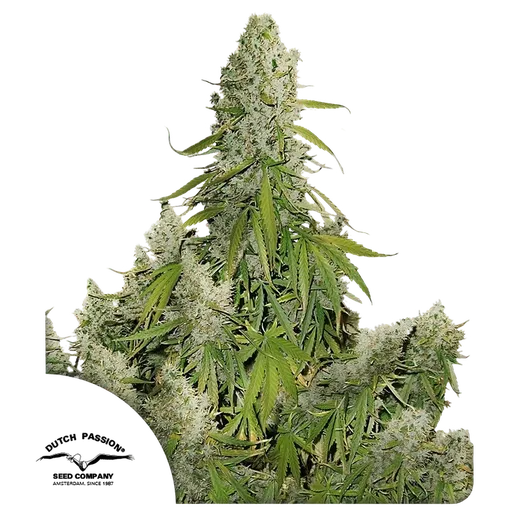 Ultimate Auto | AUTOFEM | Dutch Passion