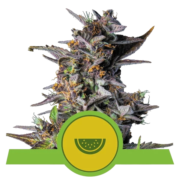 Watermelon | AUTOFEM | Royal Queen Seeds