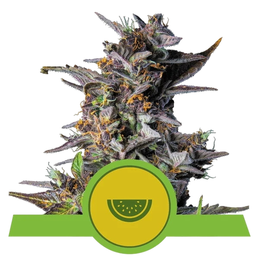 Watermelon | AUTOFEM | Royal Queen Seeds