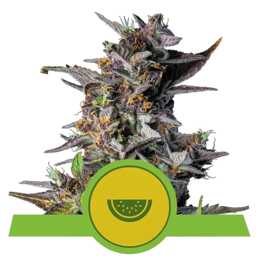 Watermelon Auto | AUTOFEM | Royal Queen Seeds