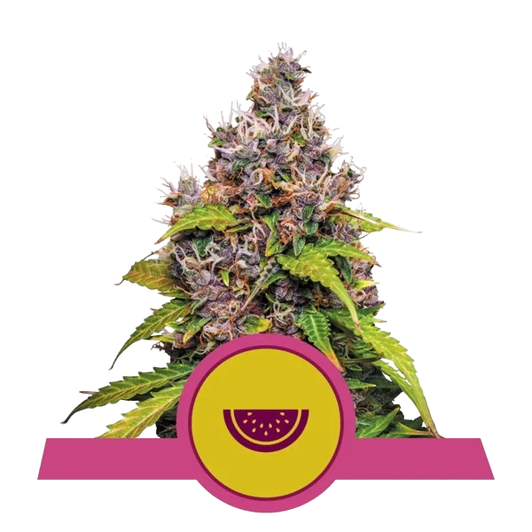 Watermelon | PHOTOFEM | Royal Queen Seeds