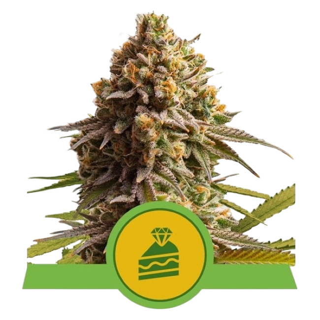 Wedding Cake | AUTOFEM | Royal Queen Seeds
