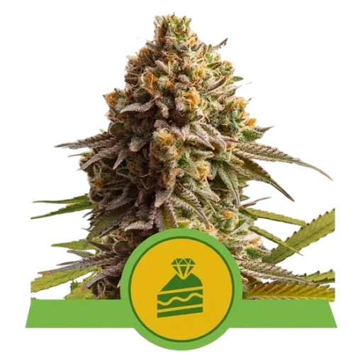 Wedding Cake Auto | AUTOFEM | Royal Queen Seeds