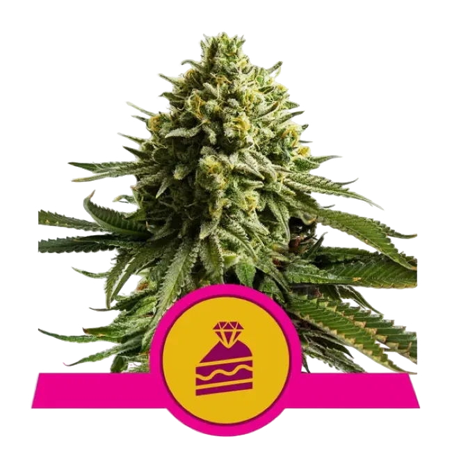 Wedding Cake | PHOTOFEM | Royal Queen Seeds