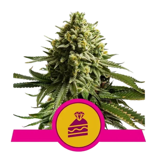 Wedding Cake | PHOTOFEM | Royal Queen Seeds