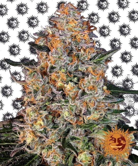 Bubba Kush | PHOTOFEM | Barneys Farm