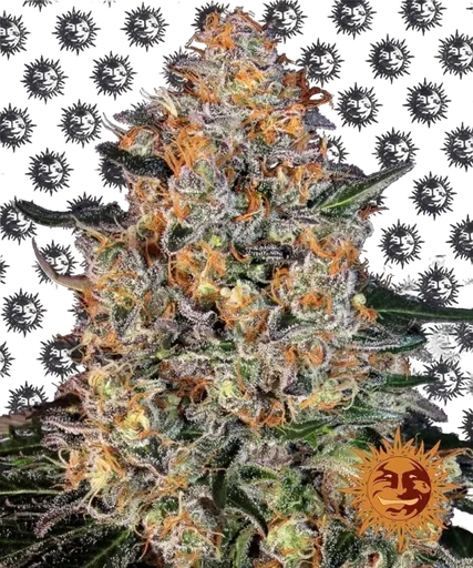 Bubba Kush | PHOTOFEM | Barneys Farm
