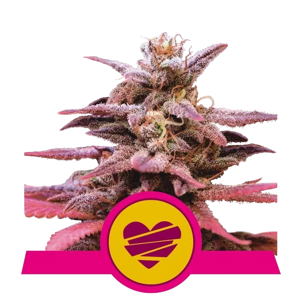 Wedding Crasher | PHOTOFEM | Royal Queen Seeds