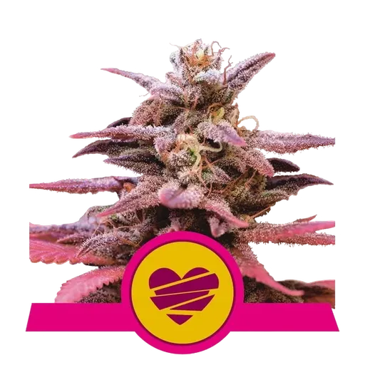 Wedding Crasher | PHOTOFEM | Royal Queen Seeds