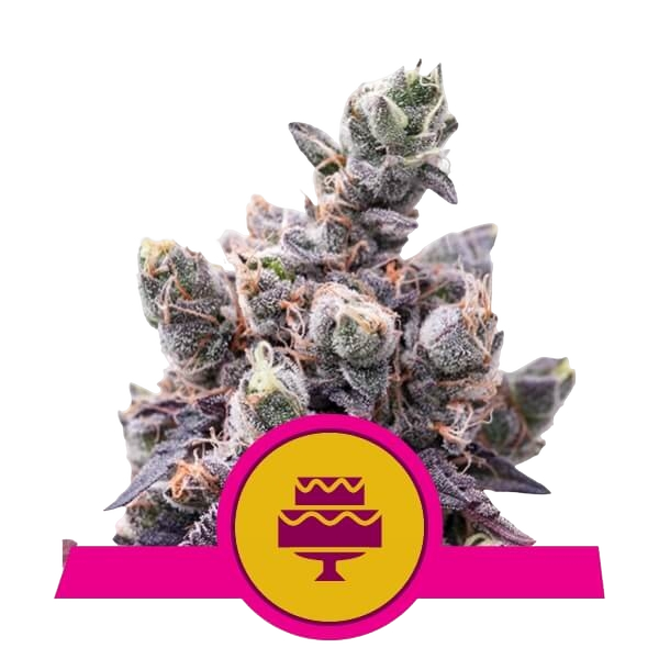 Wedding Gelato | PHOTOFEM | Royal Queen Seeds