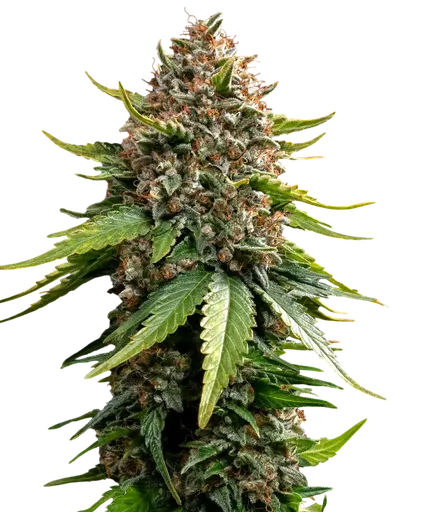 White Widow XXL Auto | AUTOFEM | Barneys Farm