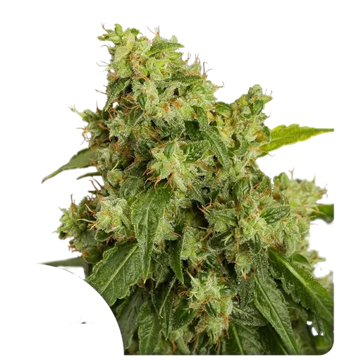Xtreme | AUTOFEM | Dutch Passion