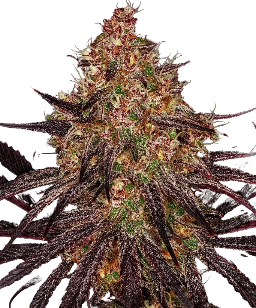 Ayahuasca Purple | PHOTOFEM | Barneys Farm