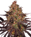 Ayahuasca Purple | PHOTOFEM | Barneys Farm