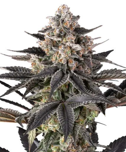 Zoap | PHOTOFEM | Barneys Farm