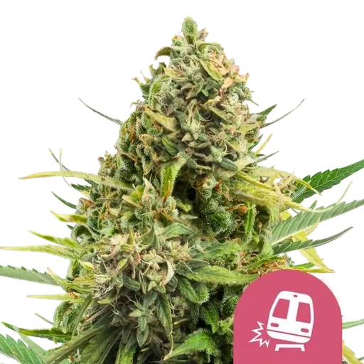 Trainwreck | PHOTOFEM | Royal Queen Seeds