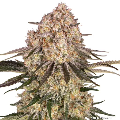 AK-47 | PHOTOFEM | Barneys Farm