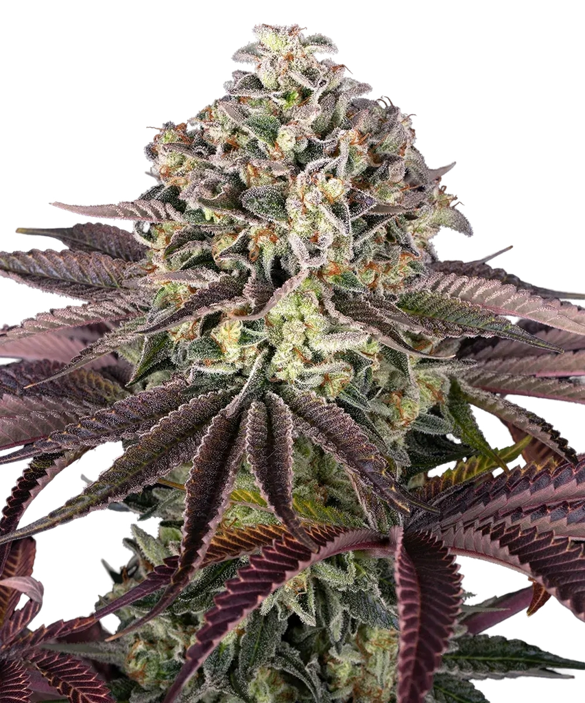 Granddaddy Purple | PHOTOFEM | Barneys Farm