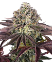 Granddaddy Purple | PHOTOFEM | Barneys Farm