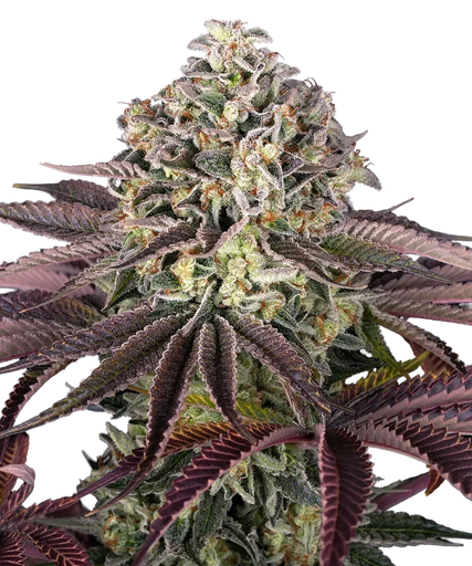 Granddaddy Purple | PHOTOFEM | Barneys Farm