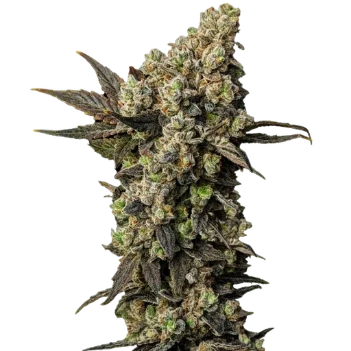 Astro Lemonade F1 | PHOTOFEM | Royal Queen Seeds